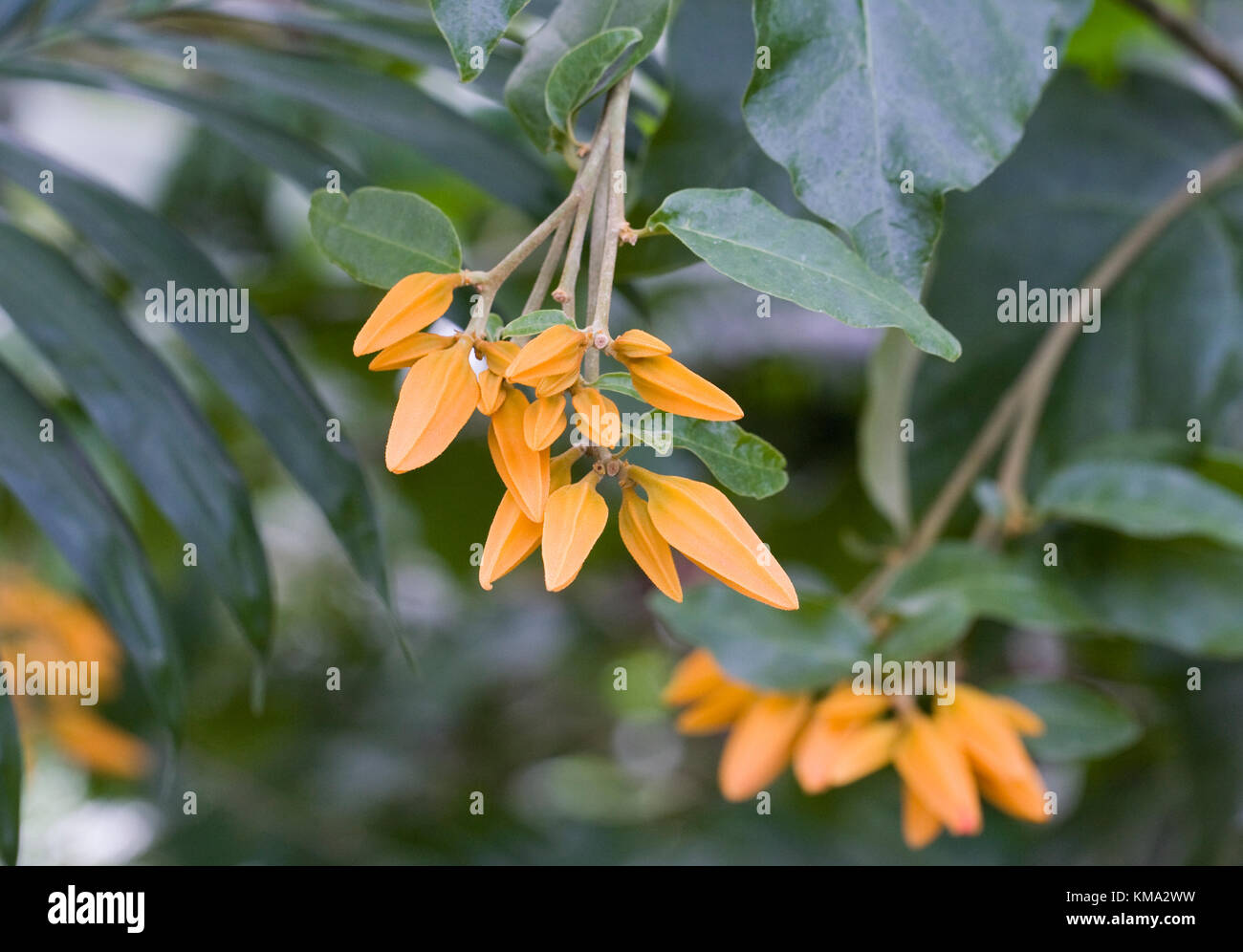 Juanulloa mexicana 'Gold Finger' flowers growing in a protected environment. Stock Photo