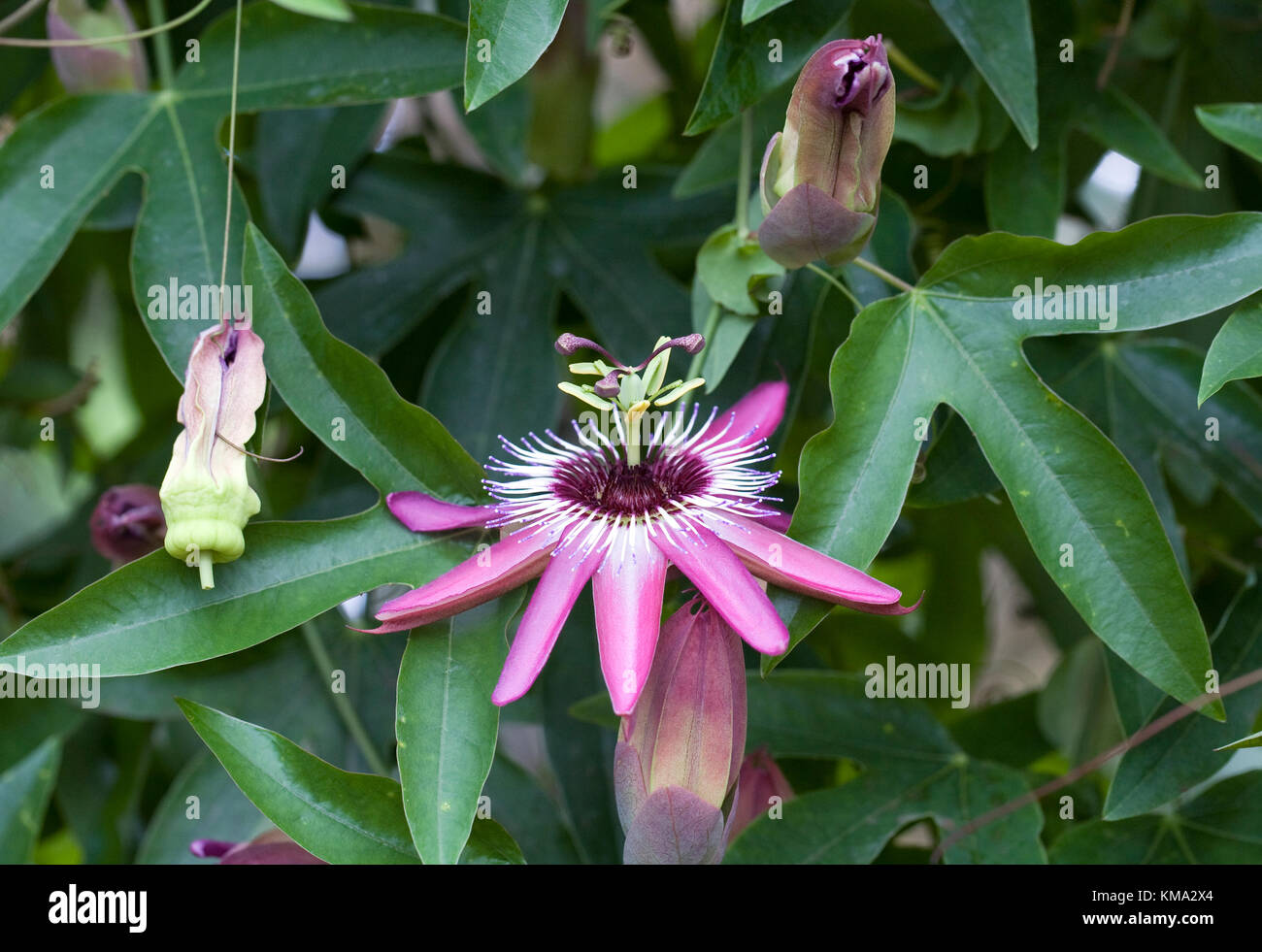 Passiflora x violacea flower growing in a protected environment. Stock Photo