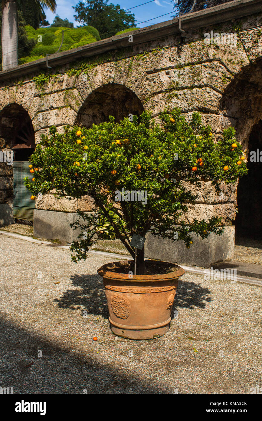 Mandarin Orange tree in garden of Villa Melzi Park famous landmark of Bellagio city on Lake Como, Italy. Lombardy region Stock Photo