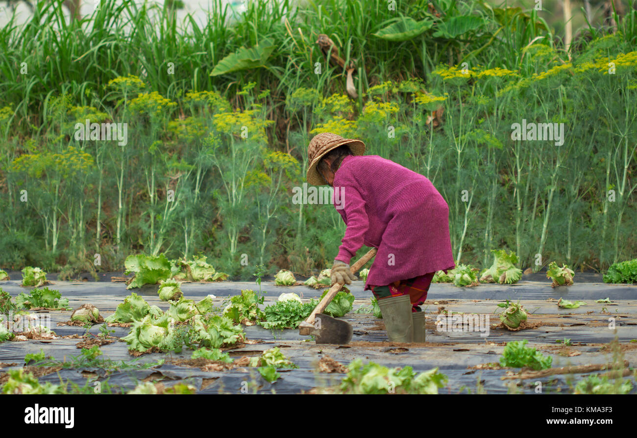 Poor old asian woman farmer working Stock Photo