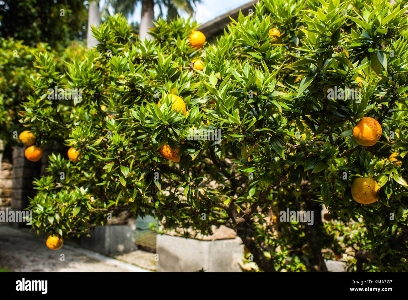 Mandarin Orange tree in with fresh fruit on brances Stock Photo Alamy