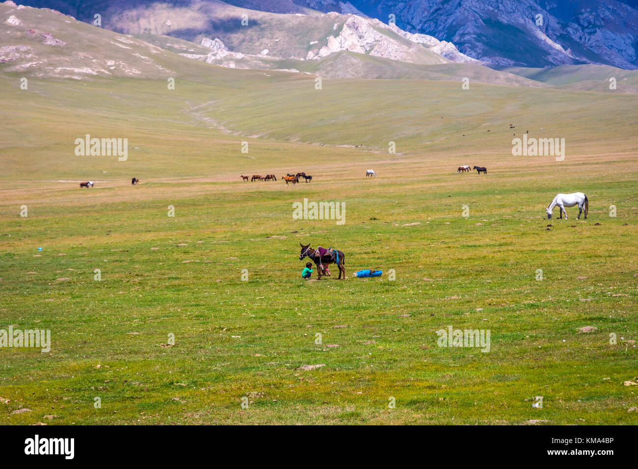 SONG KUL, KYRGYZSTAN - AUGUST 11: Kid guiding a donkey over green pasture next to Song Kul lake. August 2016 Stock Photo