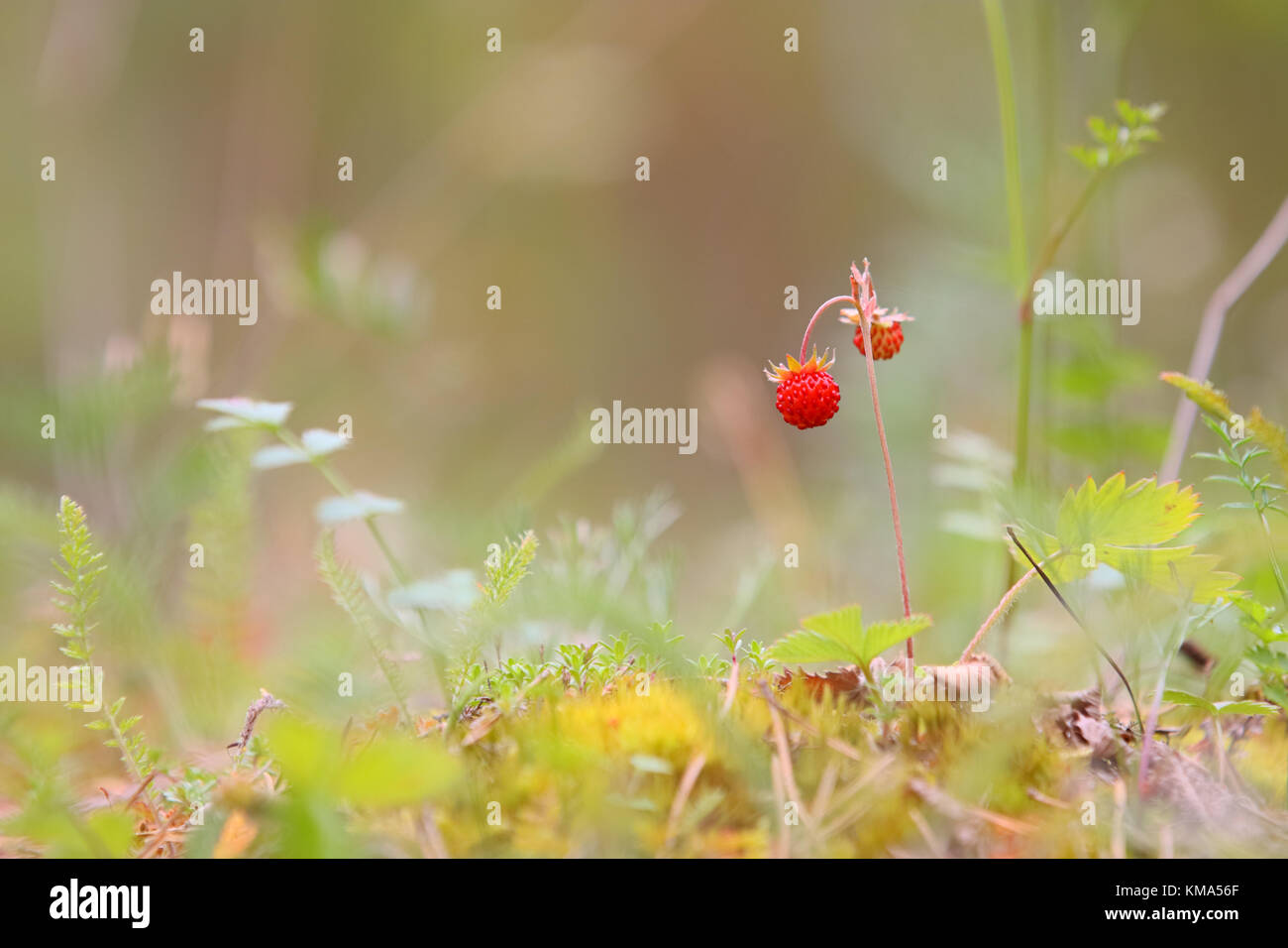 Wild strawberry, woodland strawberry, alpine strawberry (Fragaria vesca) in Hiiumaa island, Estonia, Europe Stock Photo