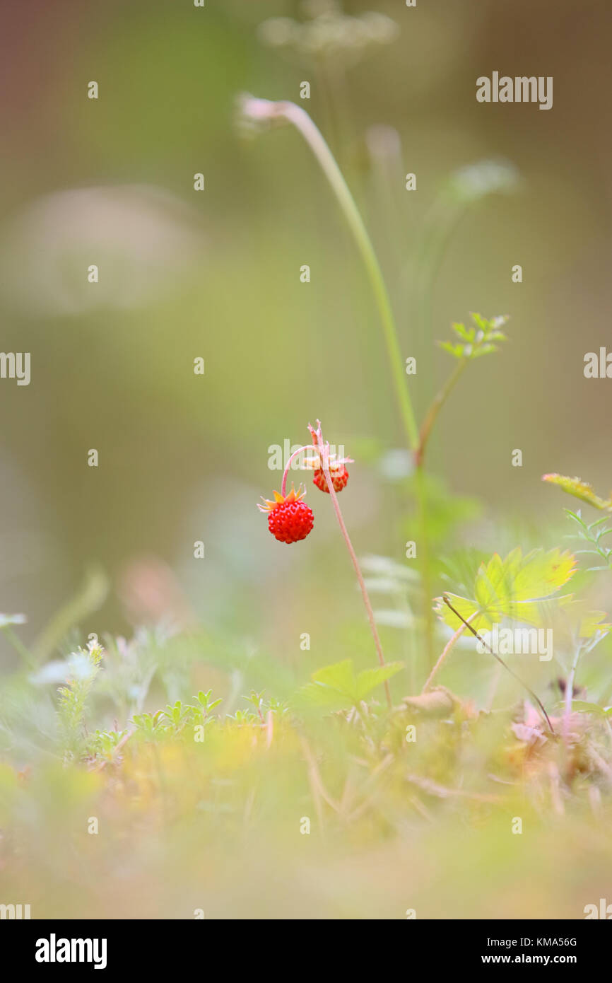 Wild strawberry, woodland strawberry, alpine strawberry (Fragaria vesca) in Hiiumaa island, Estonia, Europe Stock Photo