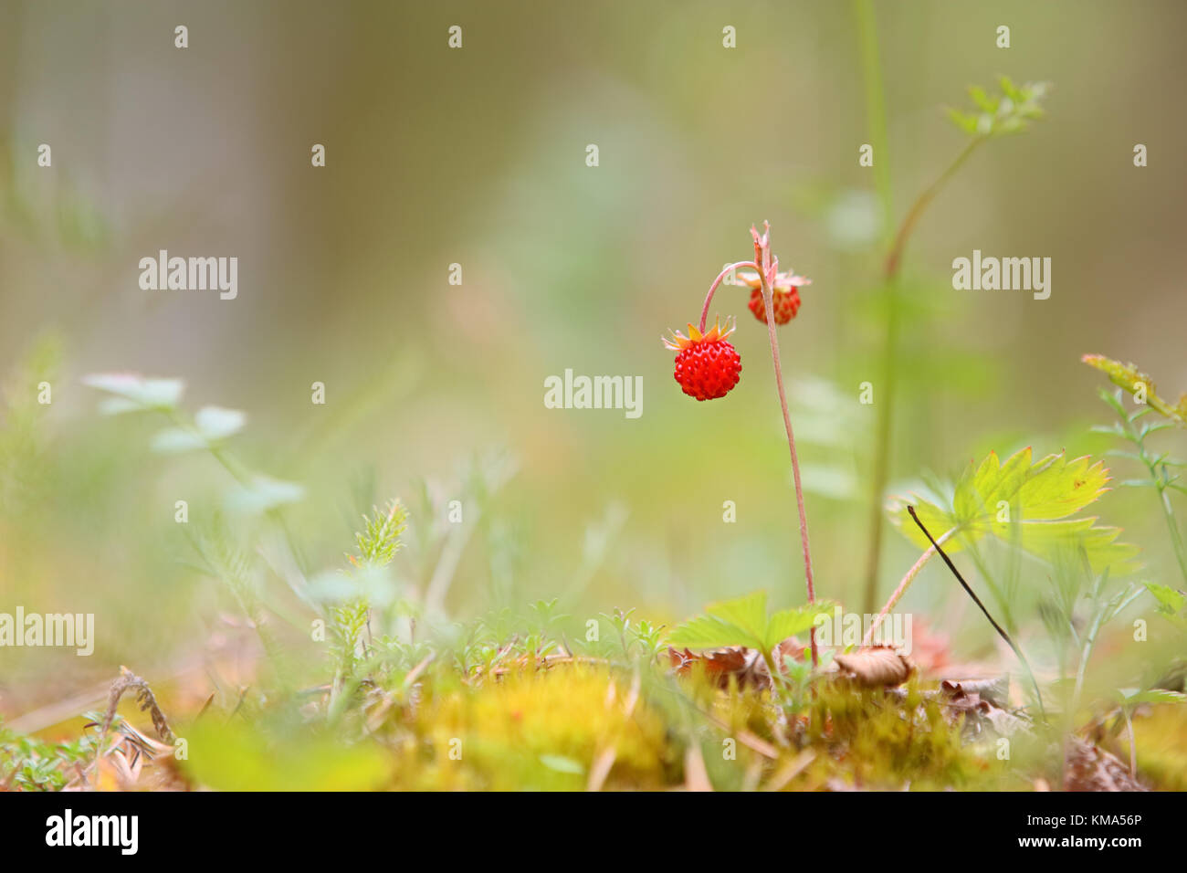 Wild strawberry, woodland strawberry, alpine strawberry (Fragaria vesca) in Hiiumaa island, Estonia, Europe Stock Photo