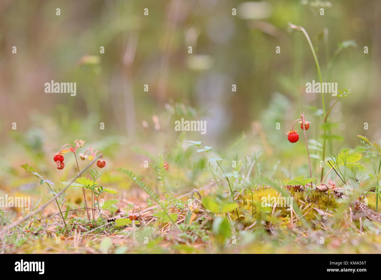 Wild strawberry, woodland strawberry, alpine strawberry (Fragaria vesca) in Hiiumaa island, Estonia, Europe Stock Photo