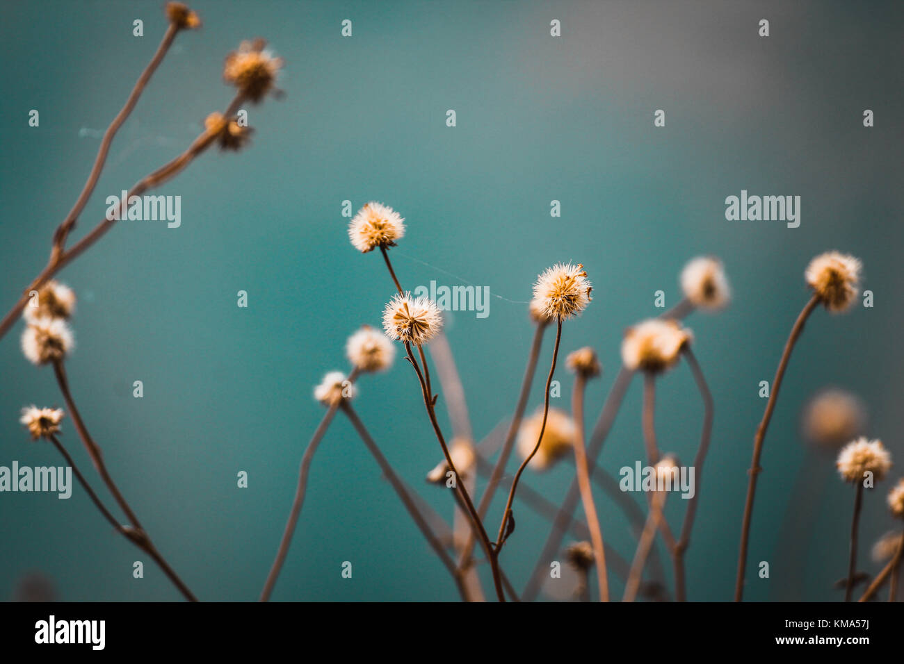 The fragrance of flowers spreads only in the direction of the wind. But the goodness of a person