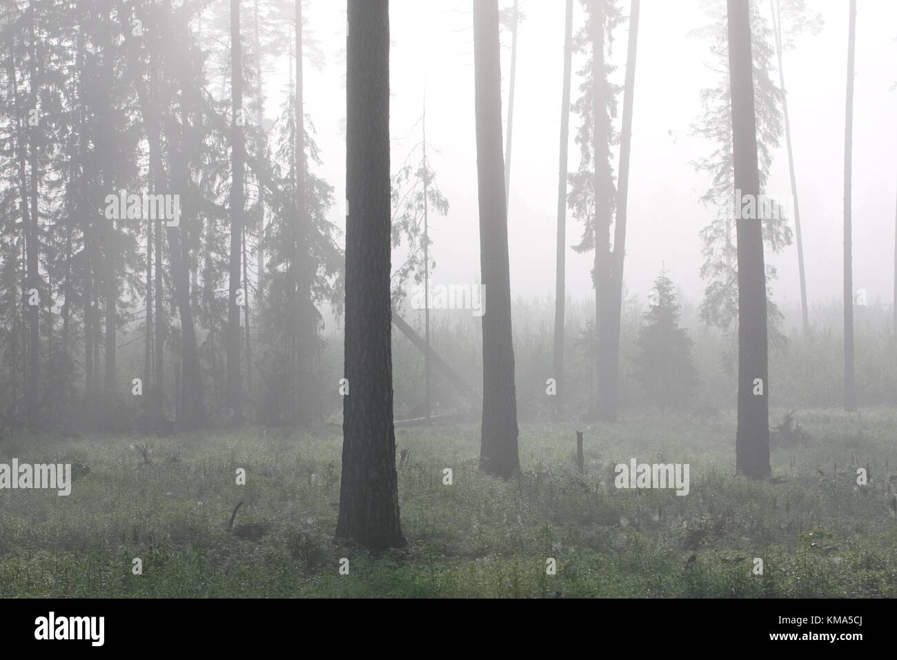 Pine trees in foggy morning. Europe, Estonia Stock Photo Alamy