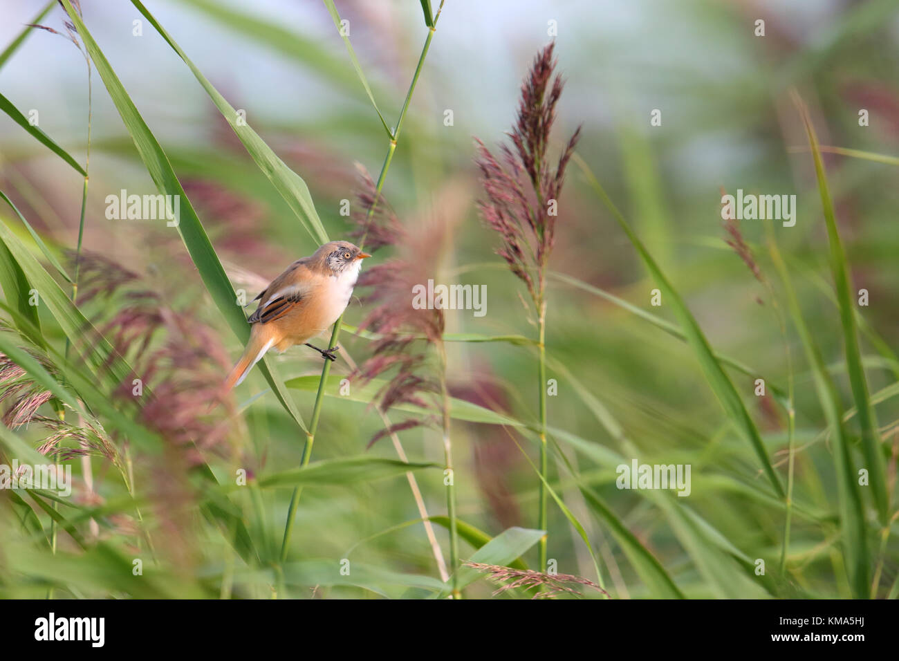 Juvenile Bearded Reedling / Bearded Tit (Panurus biarmicus) clinging to ...