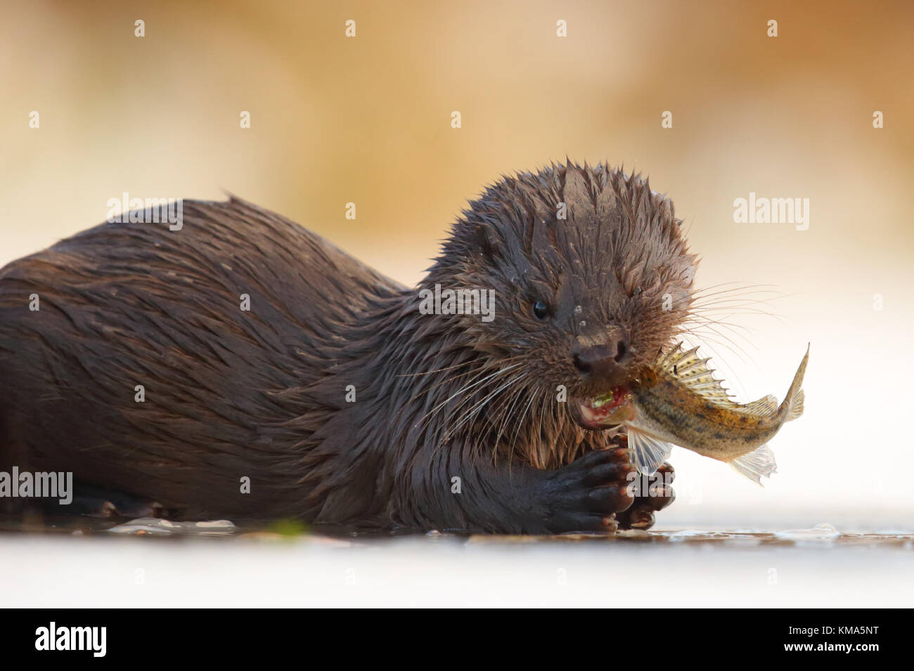 Eurasian Ruffe Stock Photos & Eurasian Ruffe Stock Images - Alamy
