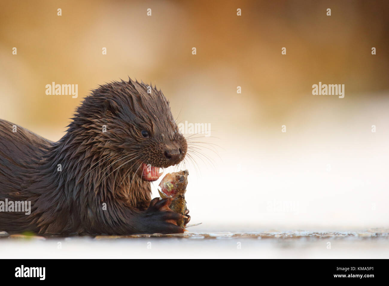 Eurasian otter eating fish hi-res stock photography and images - Alamy