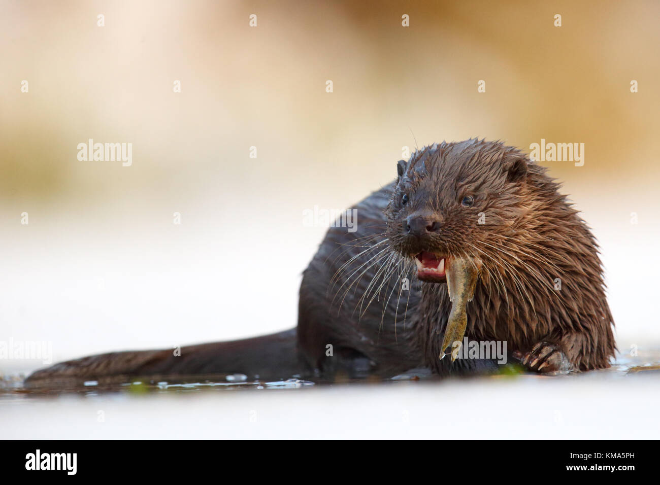 Eurasian ruffe hi-res stock photography and images - Alamy