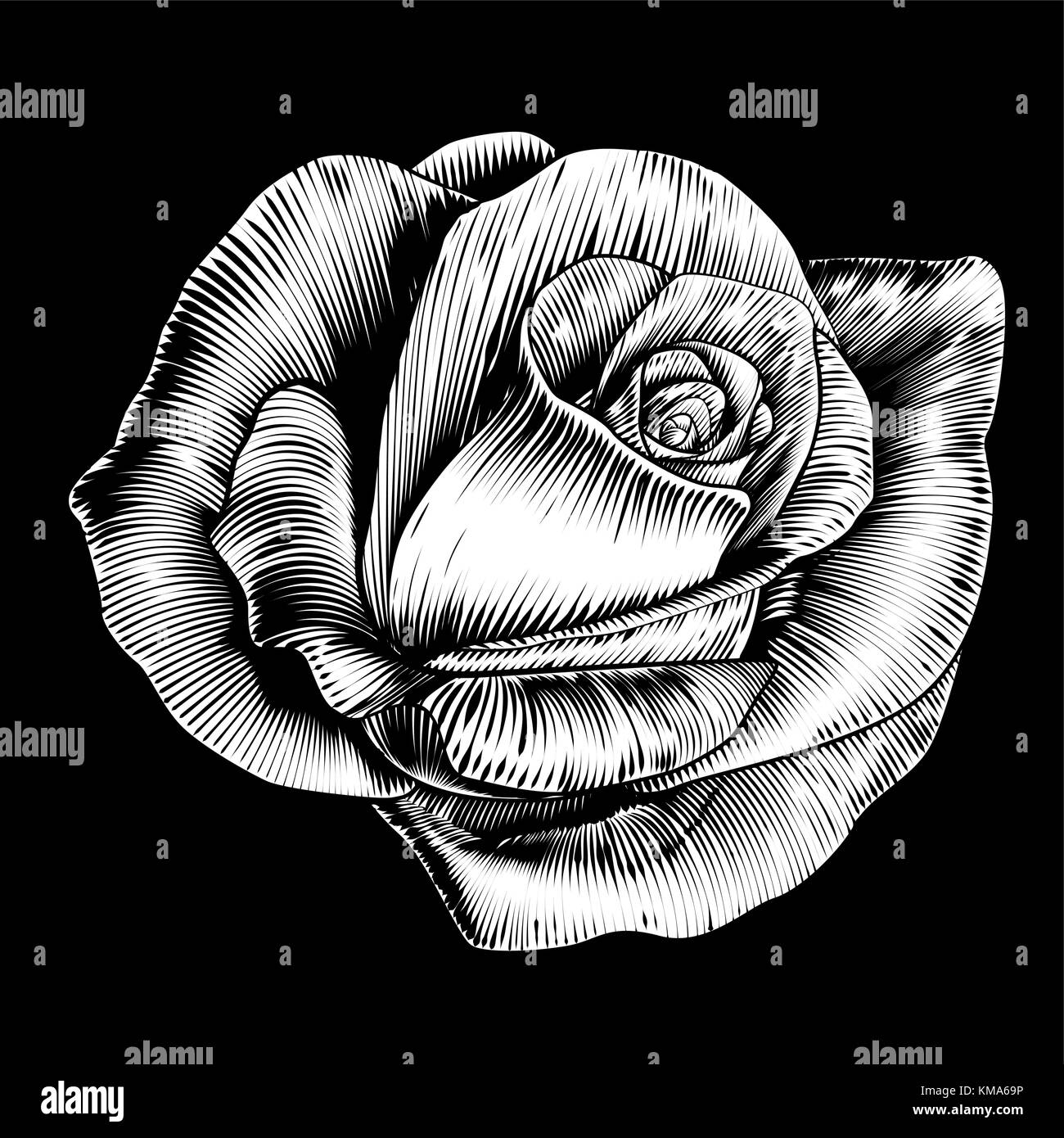 Rose Flower Vintage Style Woodcut Engraved Etching  Stock Vector