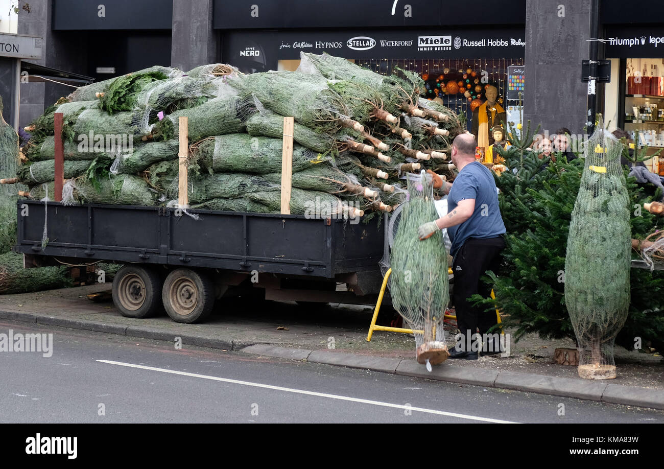 Christmas trees being sold roadside Holloway Road picture by Gavin