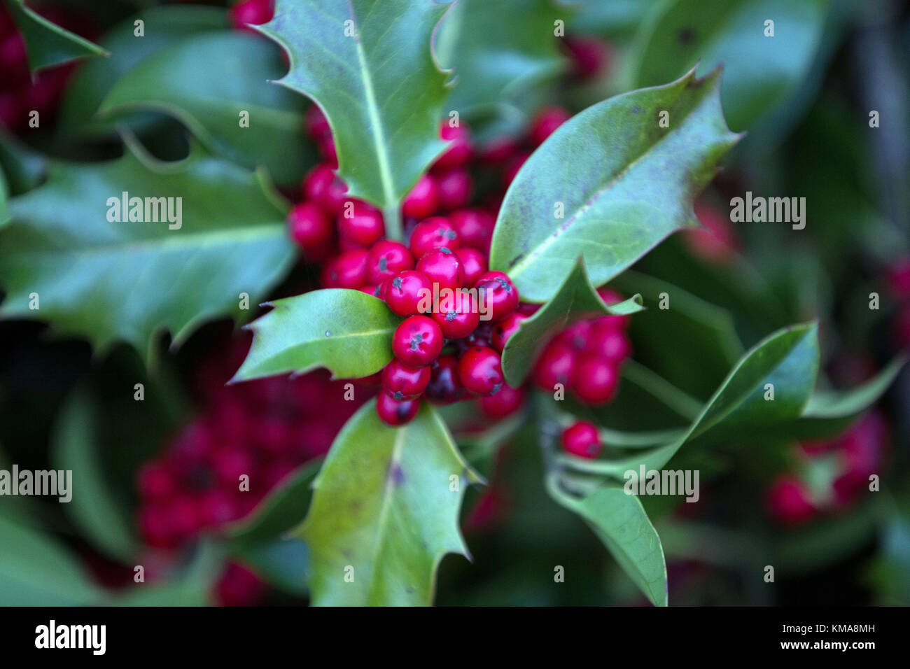 Holly for sale hires stock photography and images Alamy