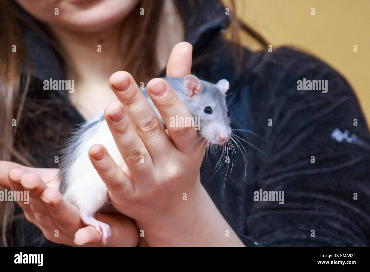 Close Up Pretty Long Haired Woman Holding Grey Rat Stock Photo
