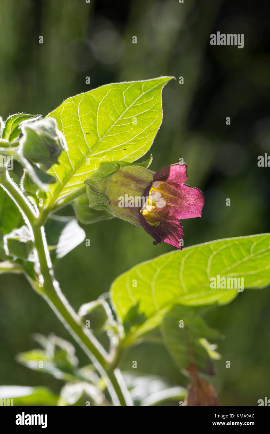 Tollkirsche, Toll-Kirsche, Blüten, Blüte, Atropa bella-donna, Atropa belladonna, Atropa bella donna, Deadly Nightshade Stock Photo