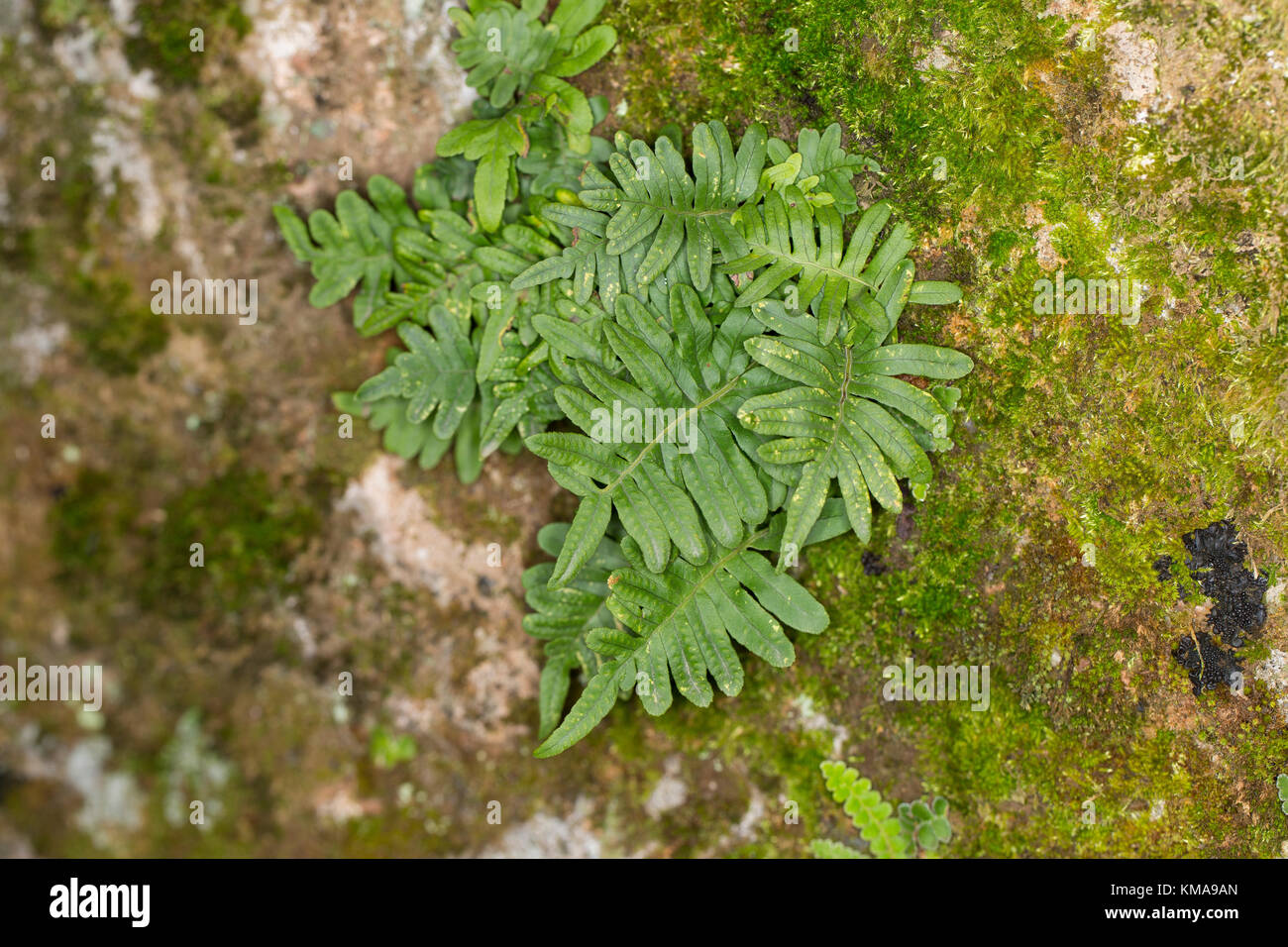 Gewöhnlicher Tüpfelfarn, Engelsüß, Engelsüss, Polypodium vulgare, common polypody Stock Photo