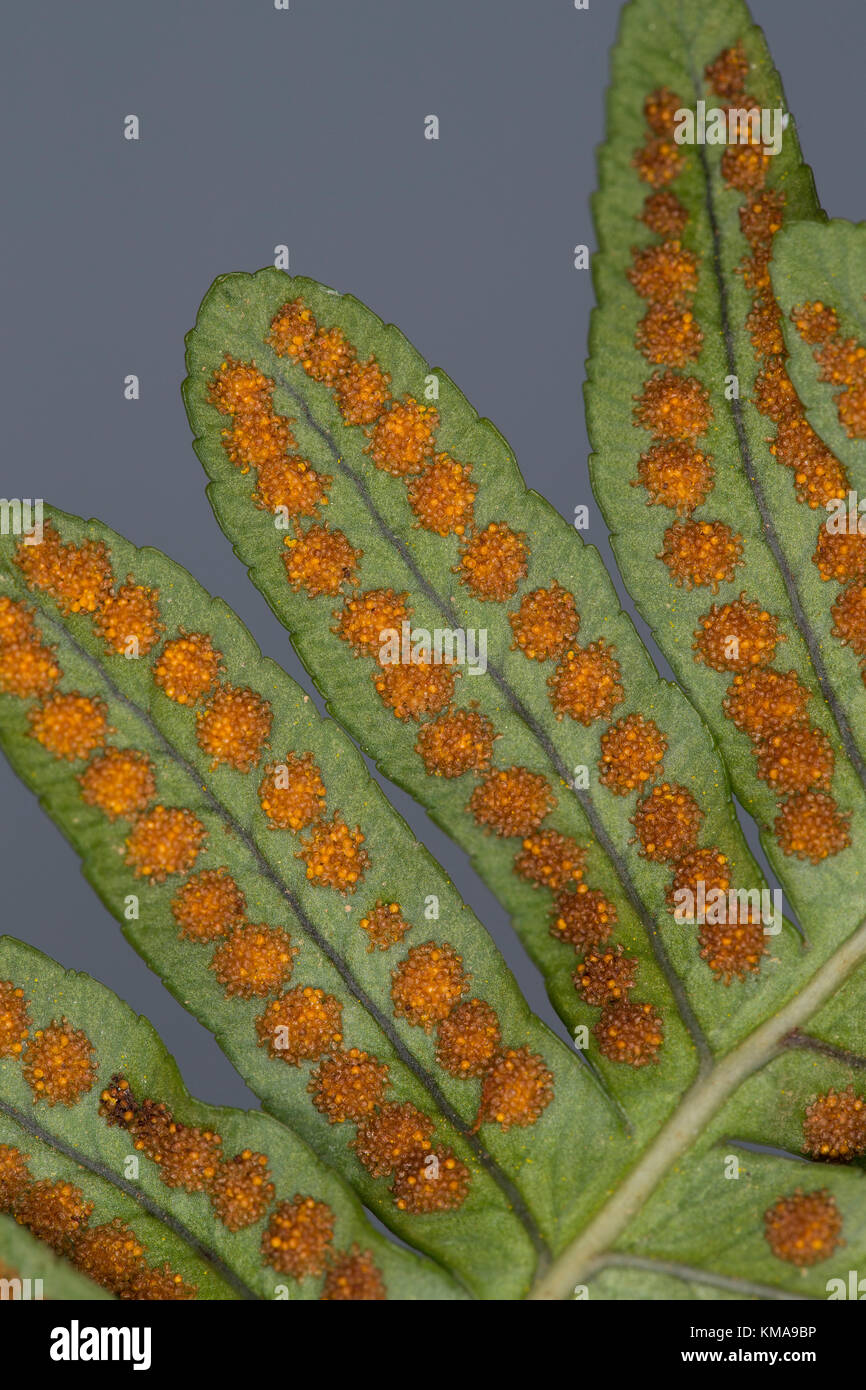 Gewöhnlicher Tüpfelfarn, Engelsüß, Engelsüss, Sori, Sorus auf der Blattunterseite, Polypodium vulgare, common polypody Stock Photo