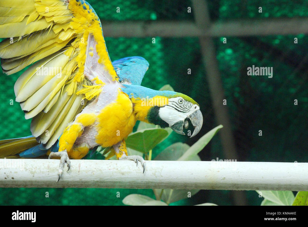 Blue and yellow macaw at the Delhi Zoo Stock Photo