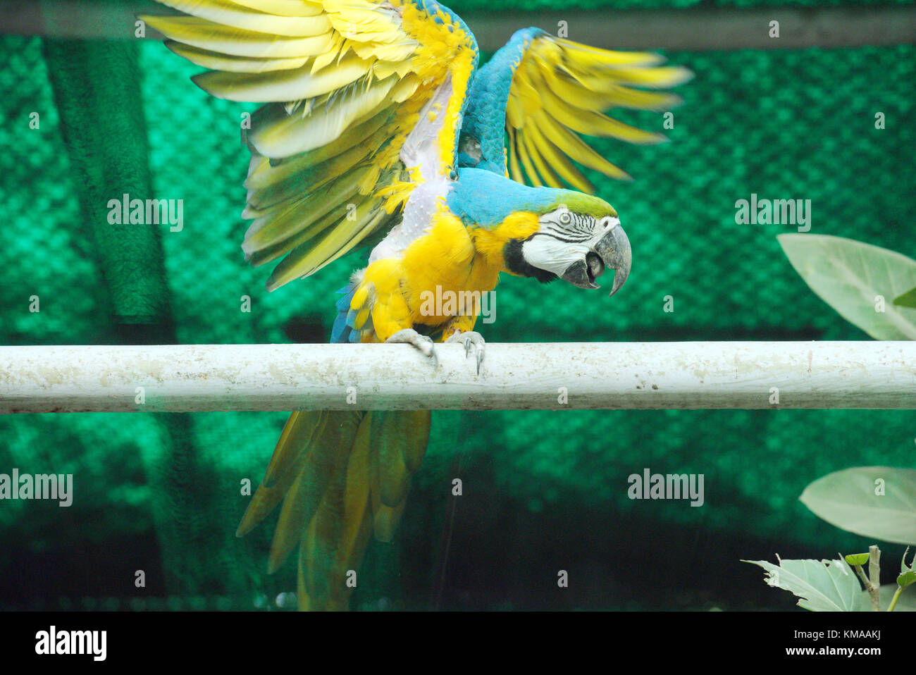 Blue and yellow macaw at the Delhi Zoo Stock Photo