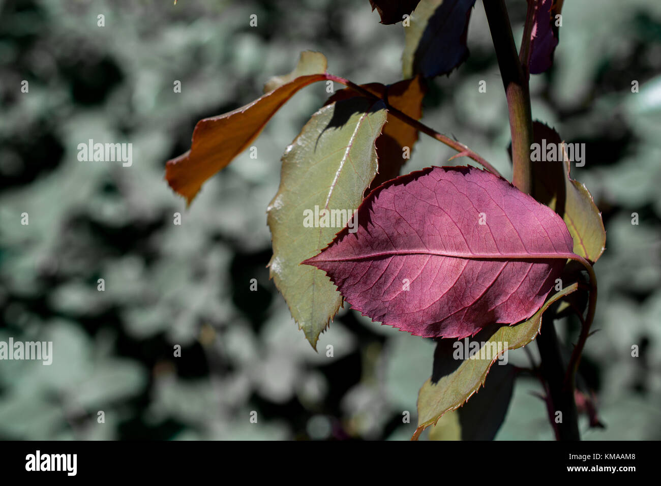 Beautiful dry leaves as an autumn background Stock Photo - Alamy