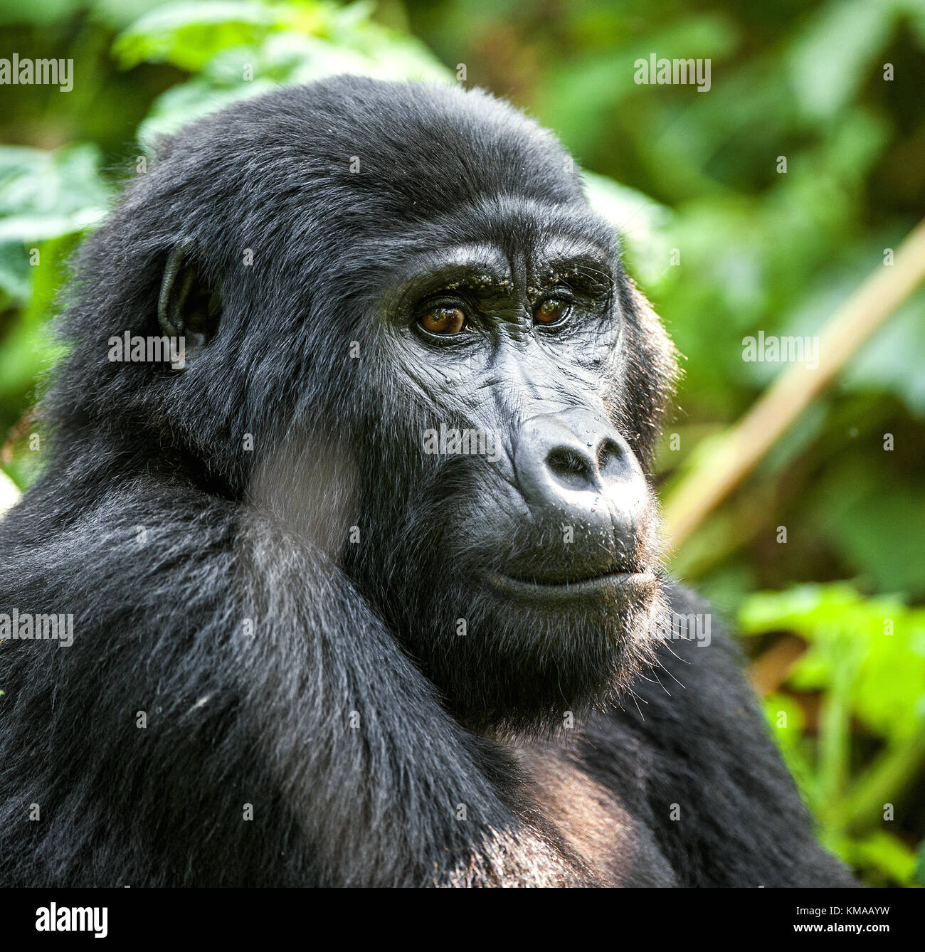 Close up Portrait of a mountain gorilla at a short distance in natural habitat. The mountain gorilla (Gorilla beringei beringei) . Bwindi Impenetrable Stock Photo
