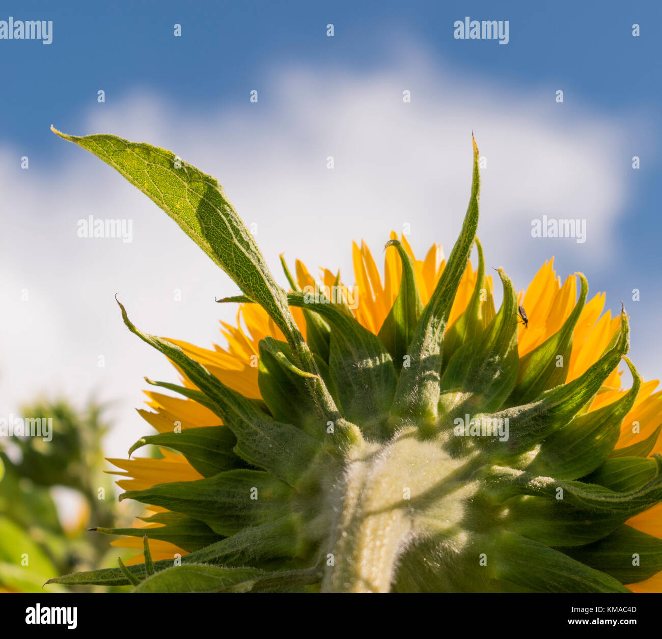 Sunflower against a blue sky Stock Photo - Alamy