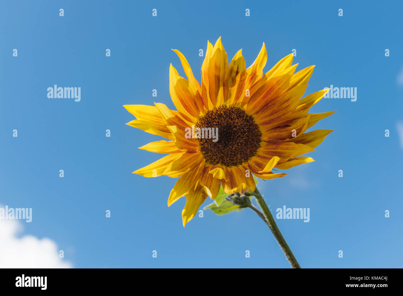 Sunflower against a blue sky Stock Photo - Alamy