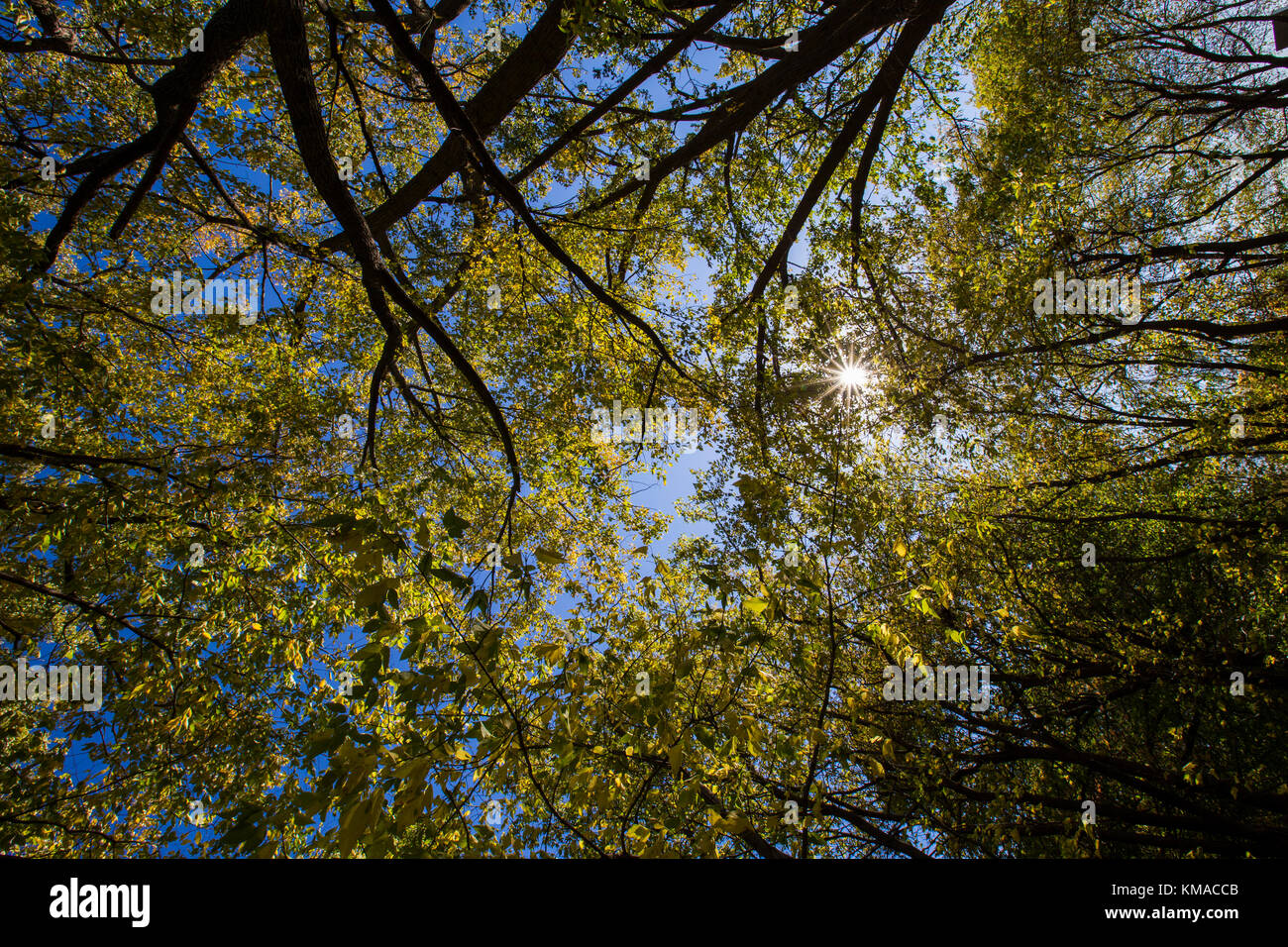 Autumn trees in sunset Stock Photo - Alamy