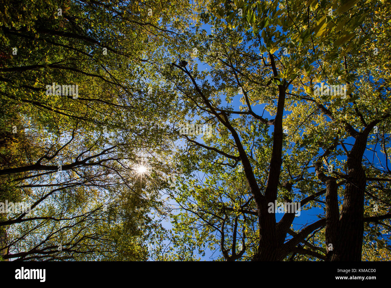 Autumn trees in sunset Stock Photo - Alamy