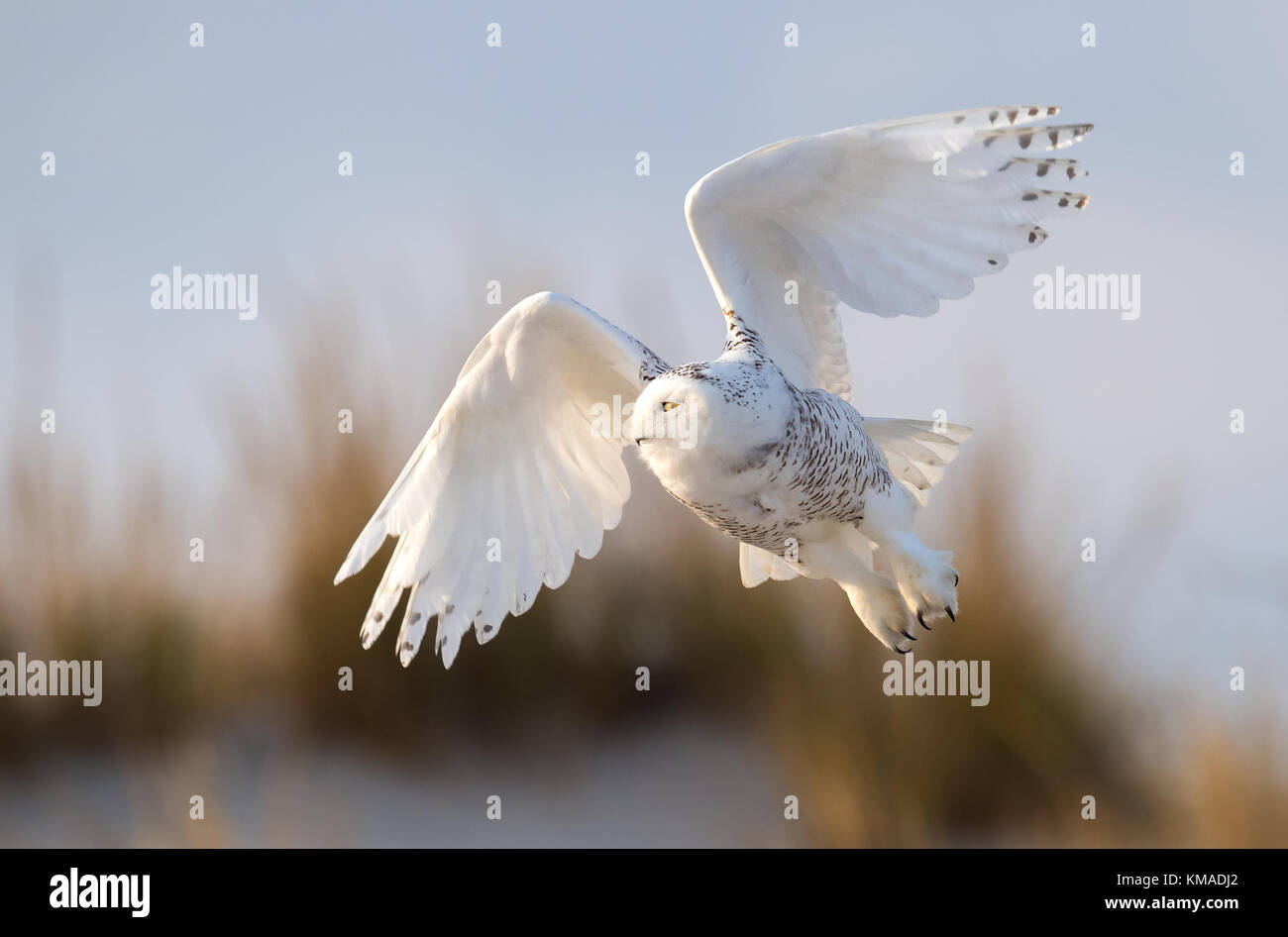 A Snowy Owl at the Jersey Shore Stock Photo