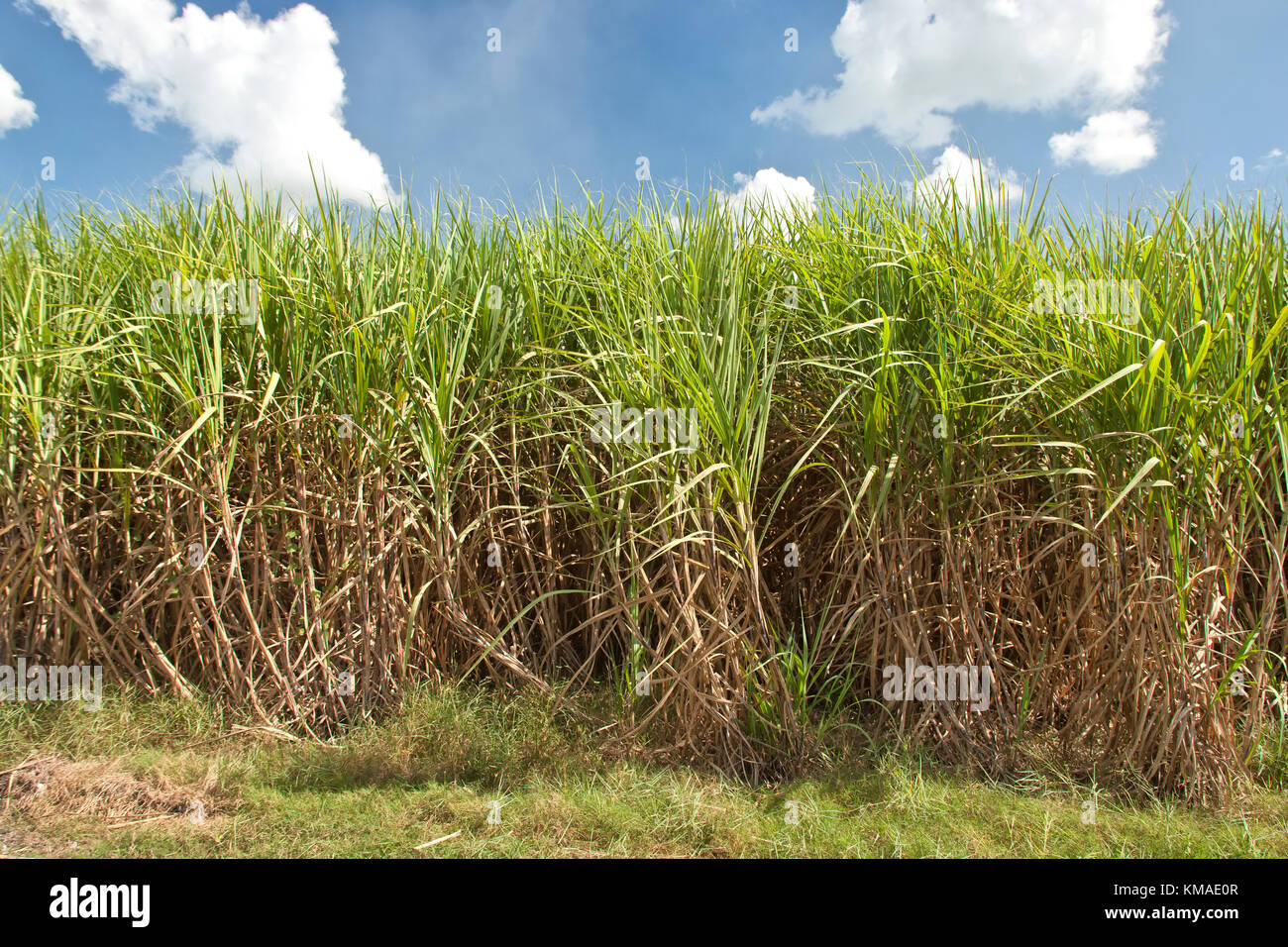 Maturing Sugarcane crop 'Saccharum officinarum', preharvest, clouds, blue sky, late October. Stock Photo
