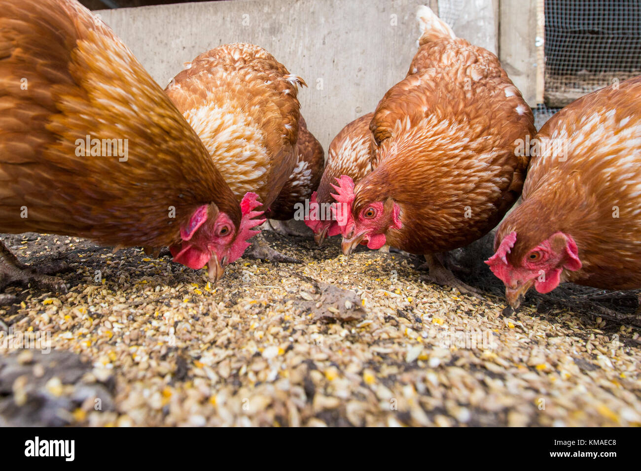 Free range chicken eating hires stock photography and images Alamy