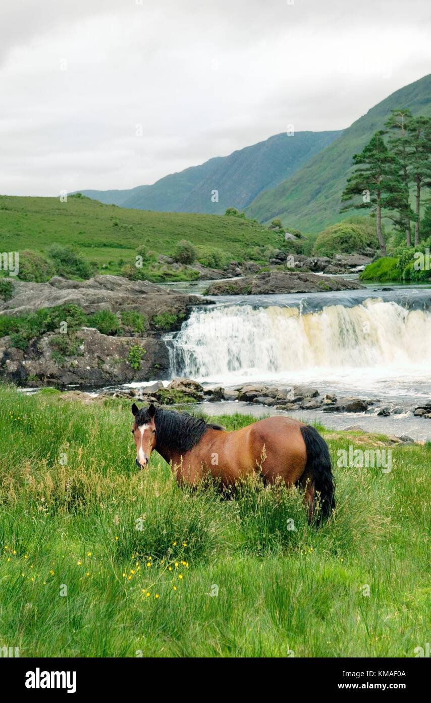 Aasleagh Falls salmon leap on the Erriff River east of Leenaun in