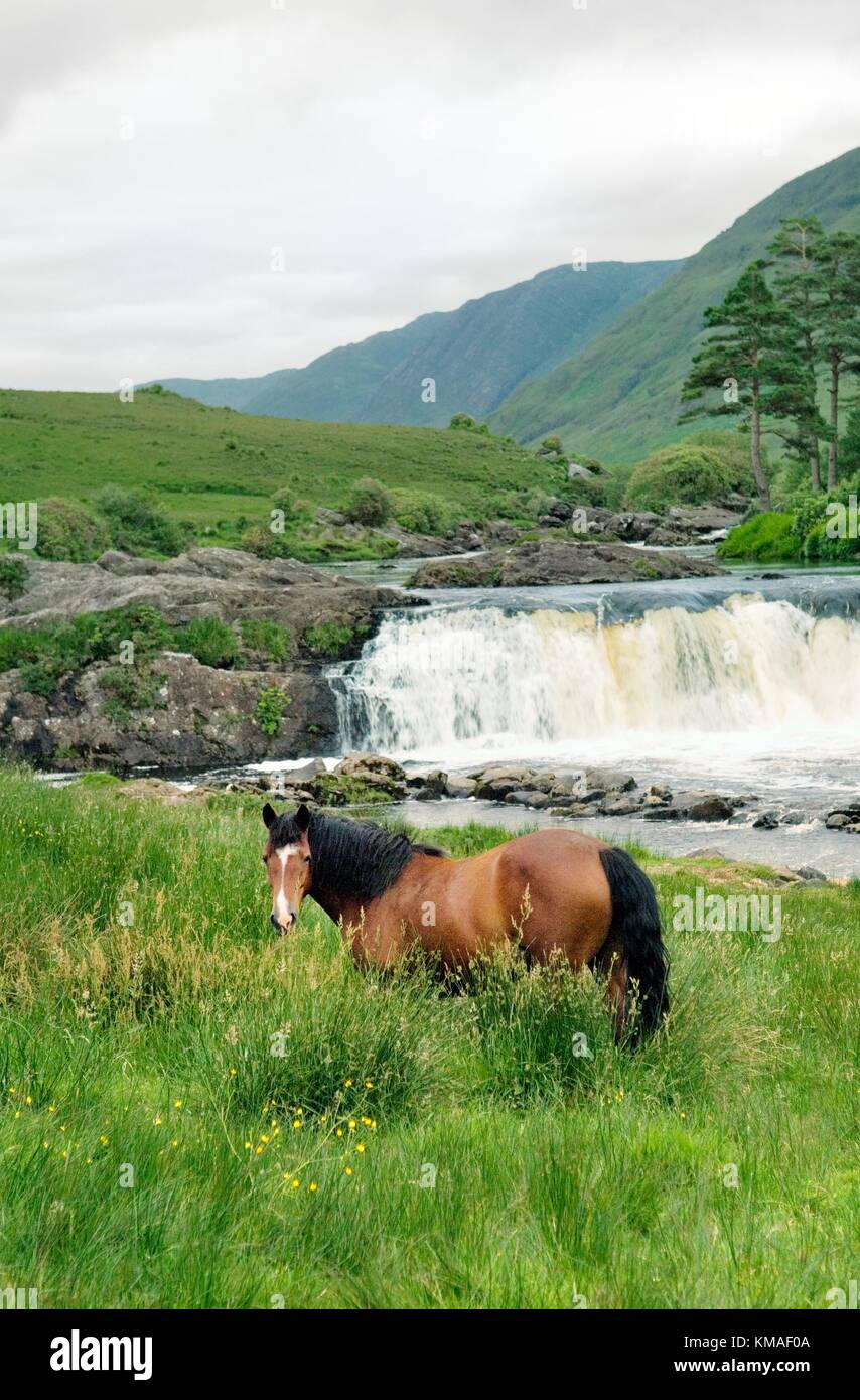 Aasleagh Falls salmon leap on the Erriff River east of Leenaun in southwest County Mayo, Ireland Stock Photo