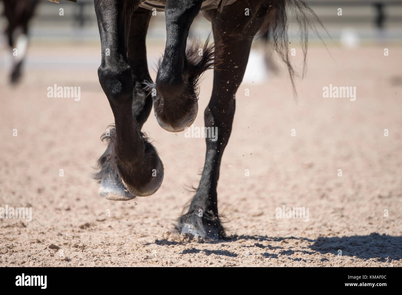 Close up Friesian horse hooves gallop on arena surface Stock Photo Alamy