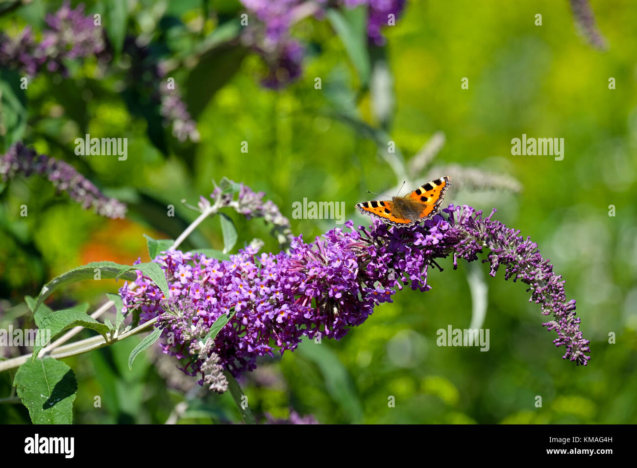 butterfly feeding on a buddleia bush Stock Photo Alamy