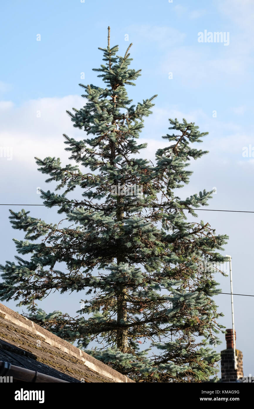 tree growing through telephone wires Stock Photo Alamy