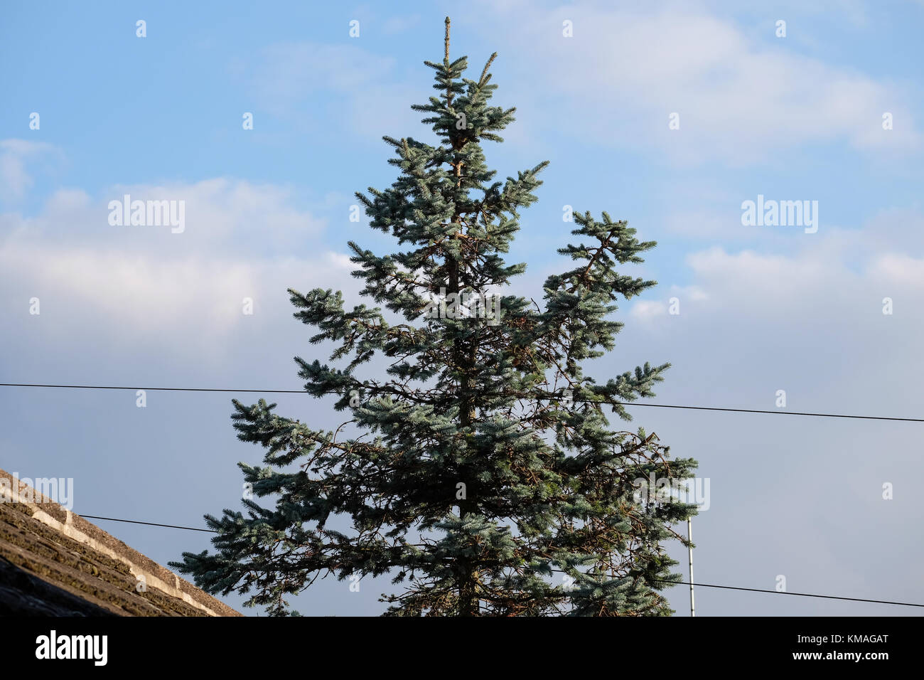 tree growing through telephone wires Stock Photo Alamy