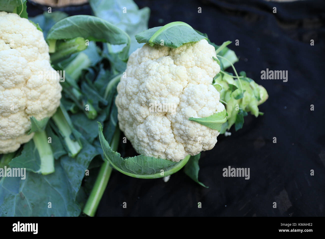 When to harvest cauliflower hires stock photography and images Alamy