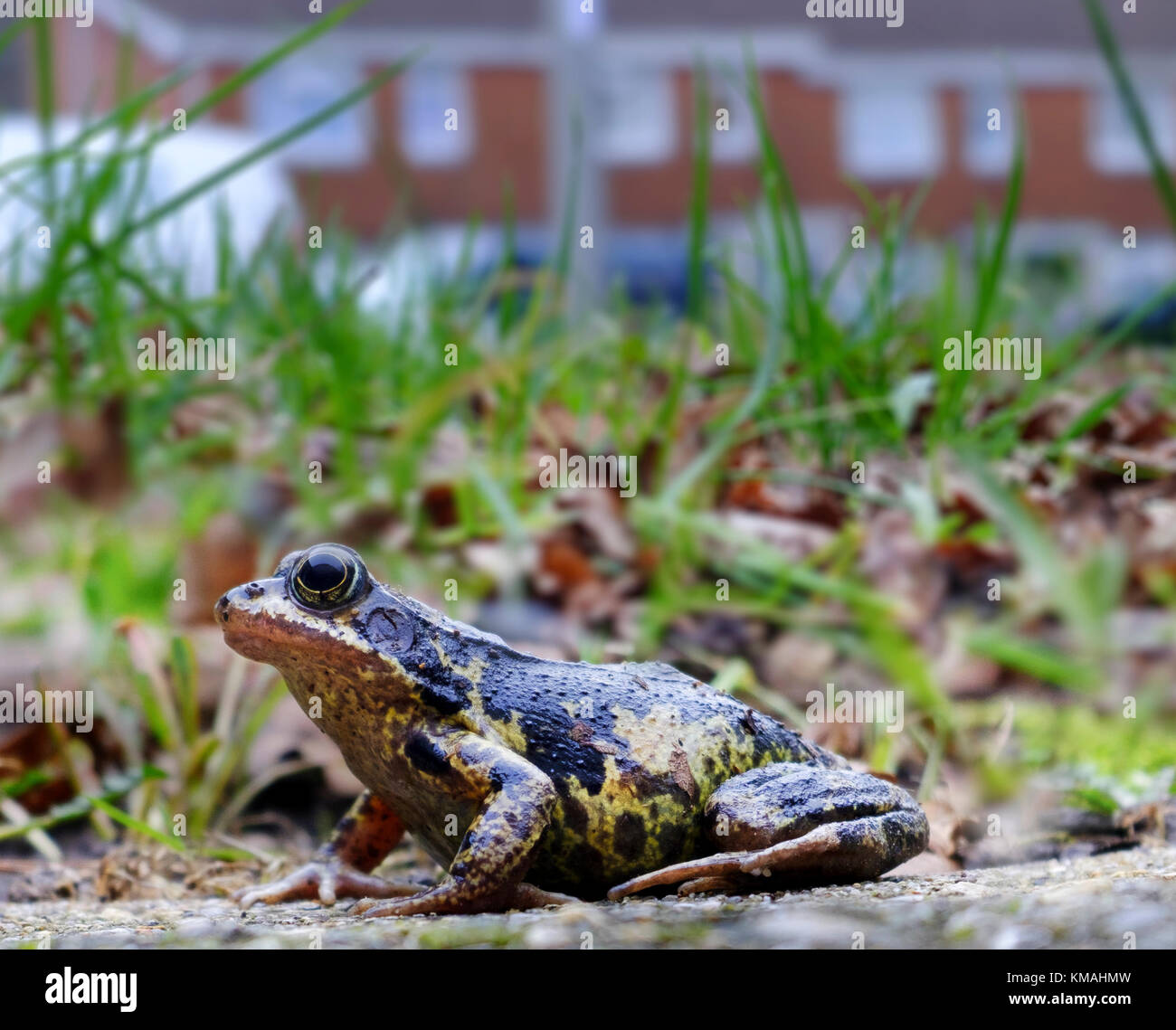 Common frog on the garden path. Stock Photo