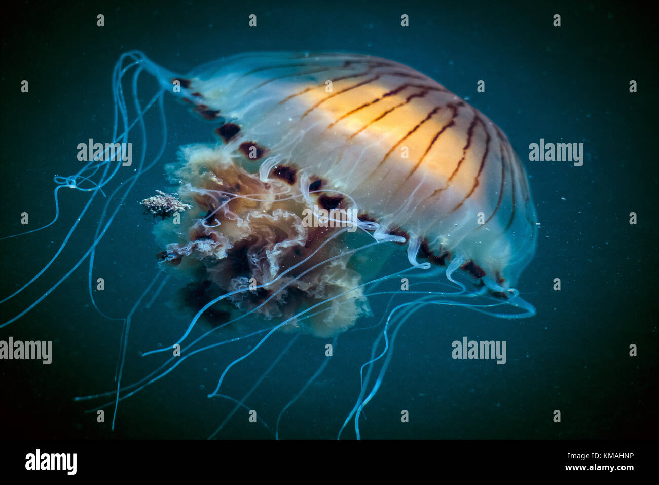 Jellyfish swarm in the Kenmare River, Ireland. Stock Photo