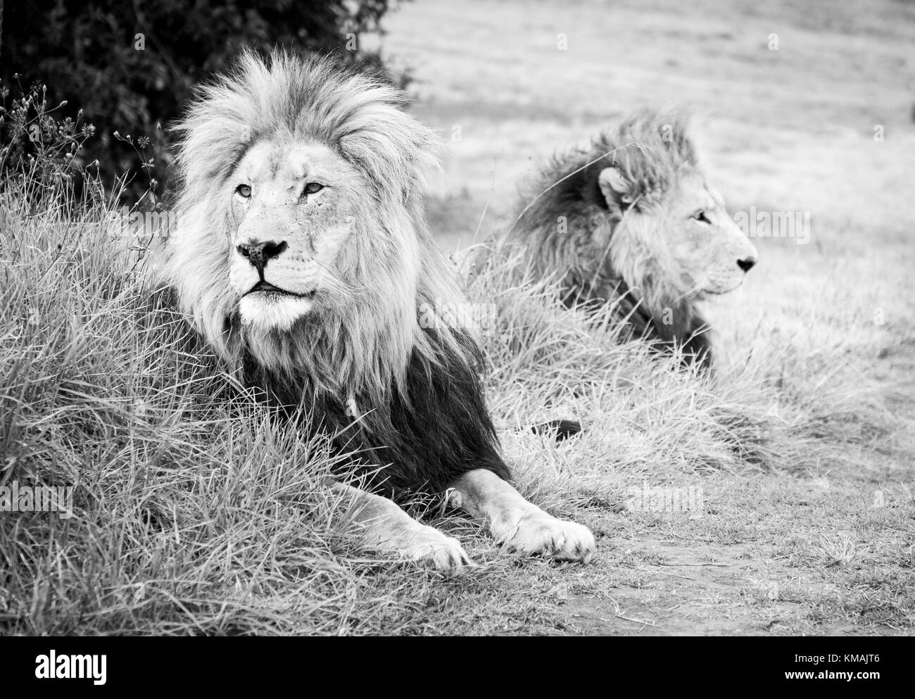 Protea, Cape Town, Franschhoek, Stellenbosch, Flower Stock Photo Alamy
