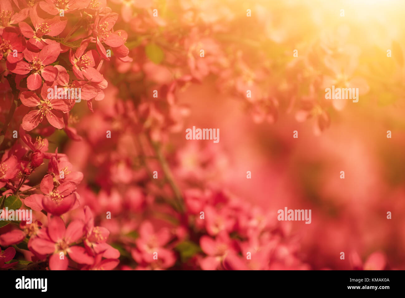 Red apple blossoms Stock Photo Alamy
