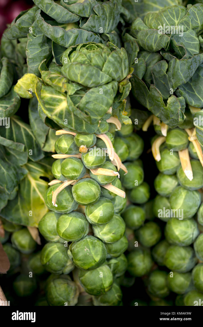 Brussel Sprout Tops High Resolution Stock Photography and Images - Alamy