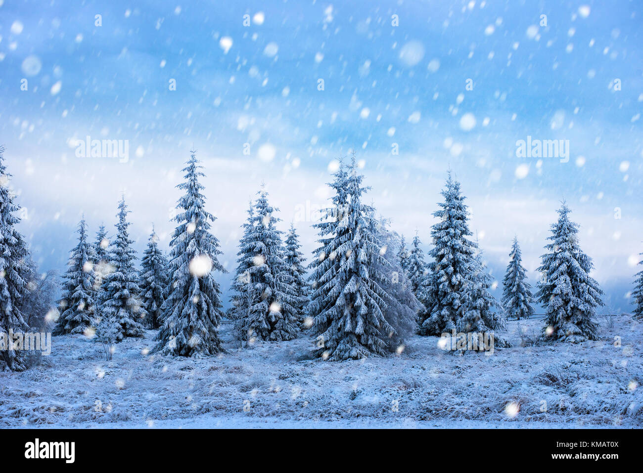 Fairy winter landscape with fir trees and snowfall. Christmas ...