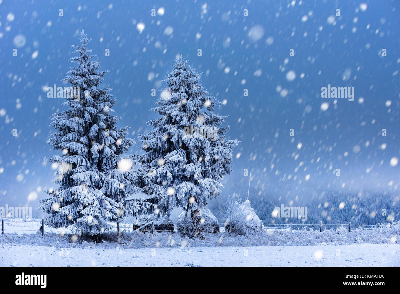 Fairy winter landscape with fir trees and snowfall. Christmas ...