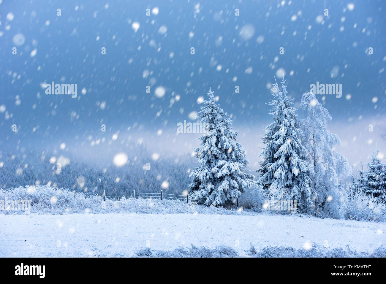 Fairy winter landscape with fir trees and snowfall. Christmas ...