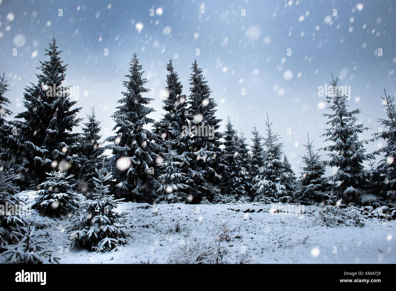 Fairy winter landscape with fir trees and snowfall. Christmas ...